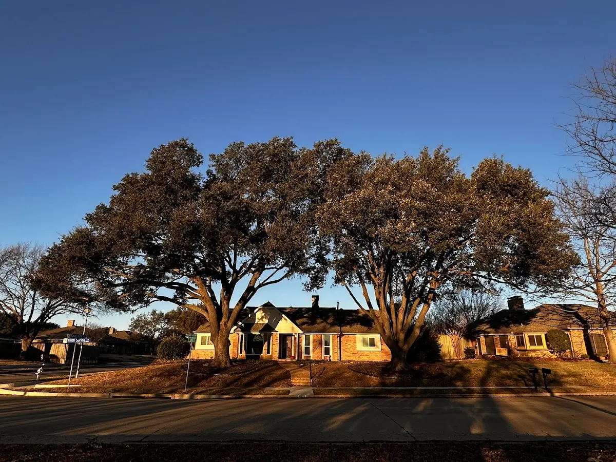 Established residential canopy tree shading a home in Barton